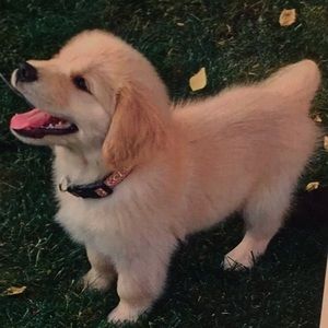 Meet your Posher, Barry